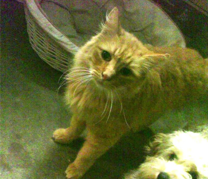 橙色的逆鳞，德布劳内如何用一脚点燃世界的幽焰