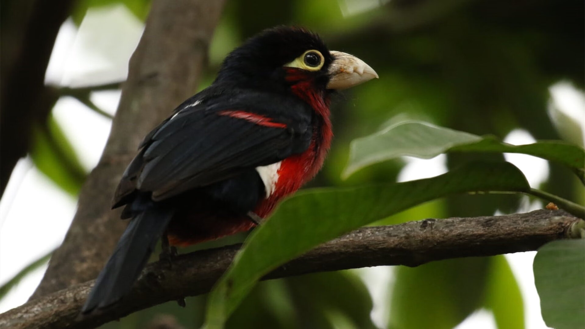 篮坛地震！法国铁闸戈贝尔蜀道首秀，一记暴扣点燃燎原之火