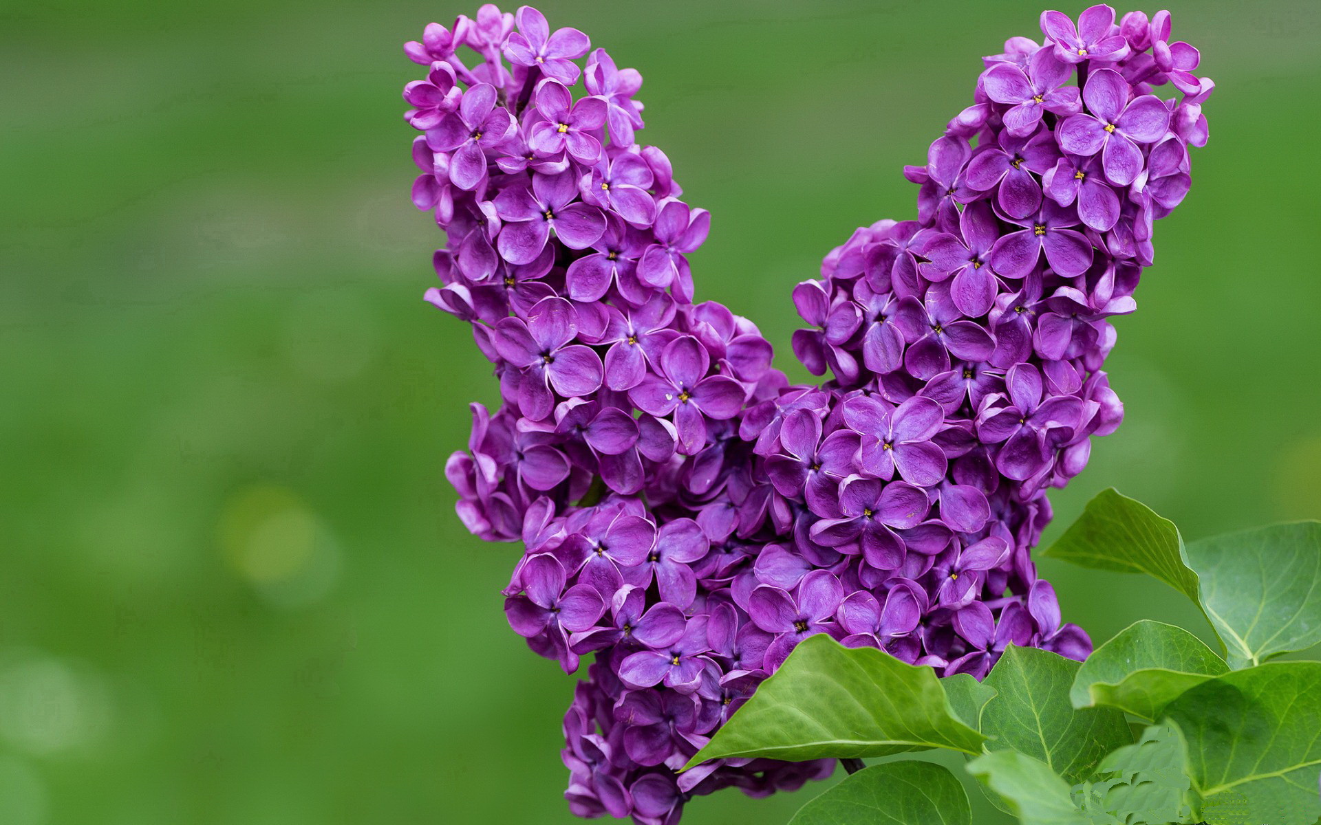 红黑鏖战,银箭焚天,当汉密尔顿点燃围场血性时