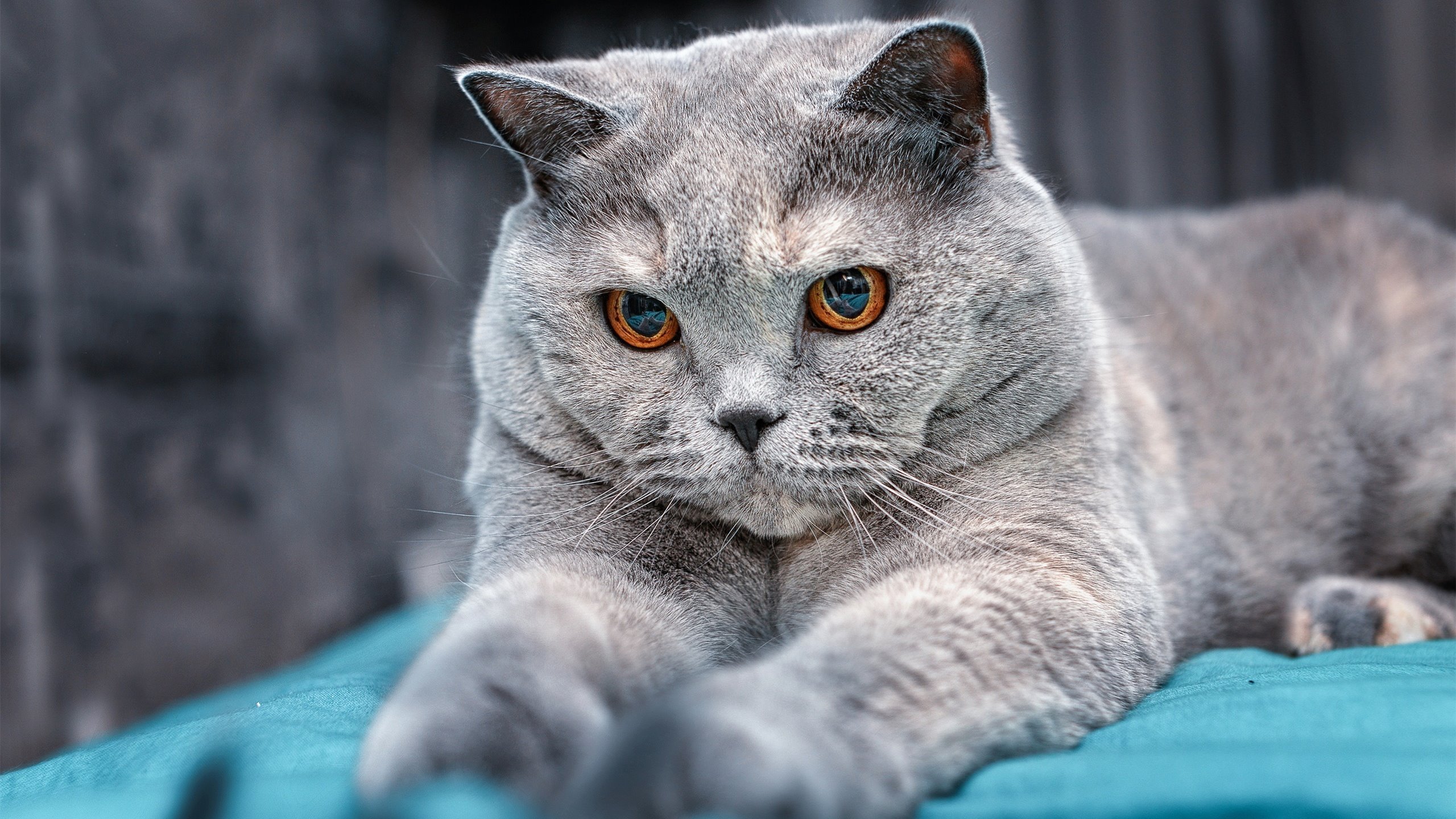 新斗牛士之魂，当苏亚雷斯扛起西班牙的明天