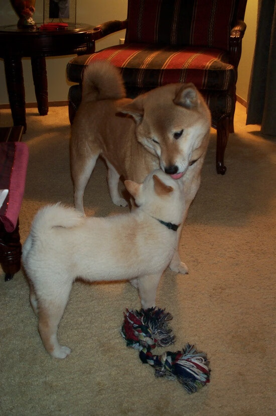 乒坛双星闪耀，韩国队绝杀波兰队，奥恰洛夫领军德国队取胜