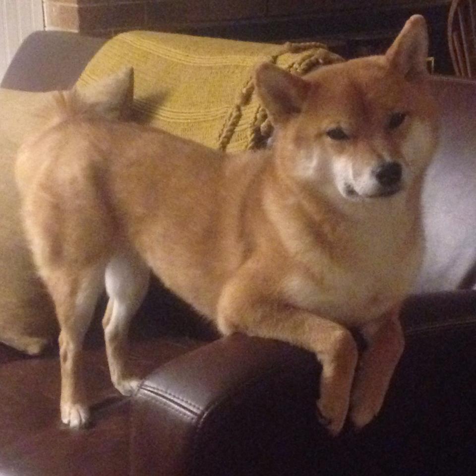 高卢雄鸡的烈焰,当法国铁骑横扫黄黑军团,蒂亚戈便是那束点燃夜空的焰火