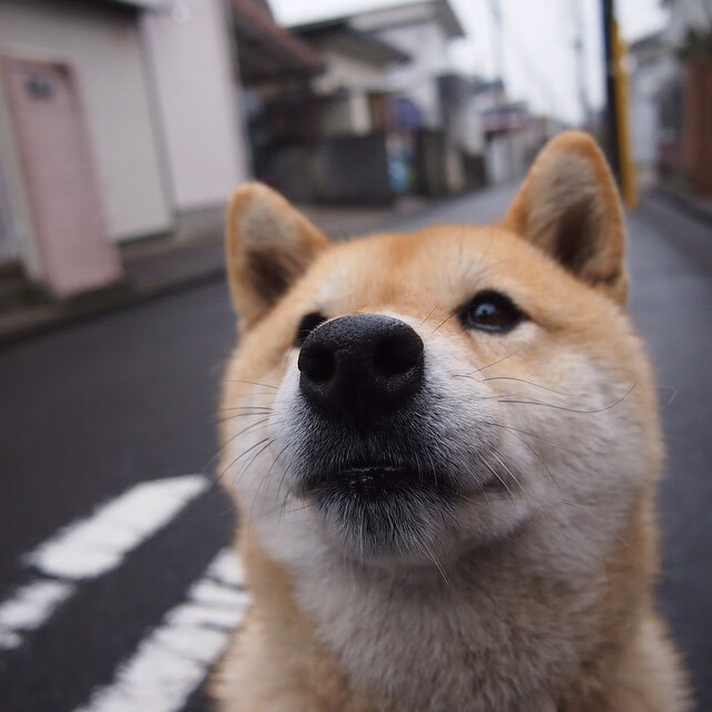 雄鹿给广州队上的东方大地的篮球课,福克斯是如何完成这场降维打击的
