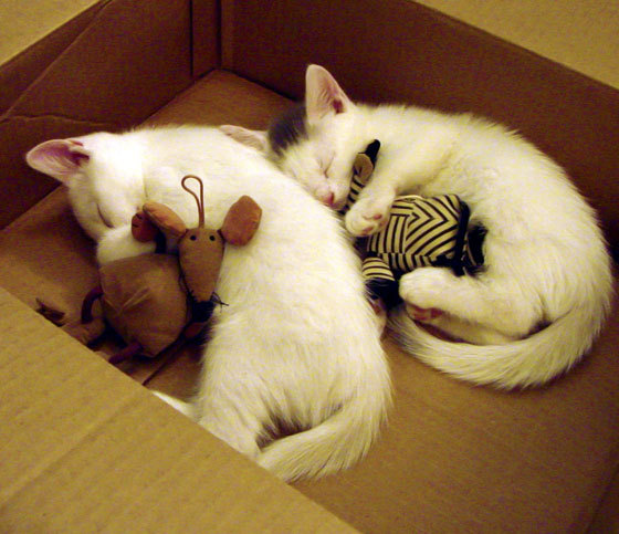 单节风暴，安哥拉逆袭巴黎，范戴克化身决胜英雄