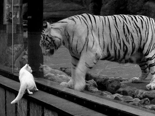 特奥刀锋出鞘！一记艺术品般的进球，让阿尔及利亚斩落委内瑞拉