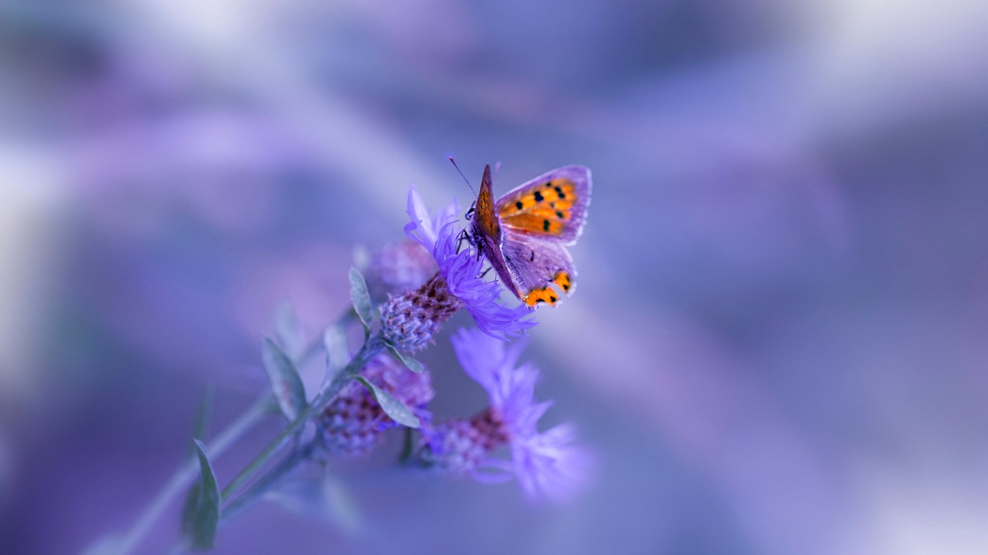 神锋破局，末节风暴，本泽马独舞之夜，勒沃库森逆袭传奇