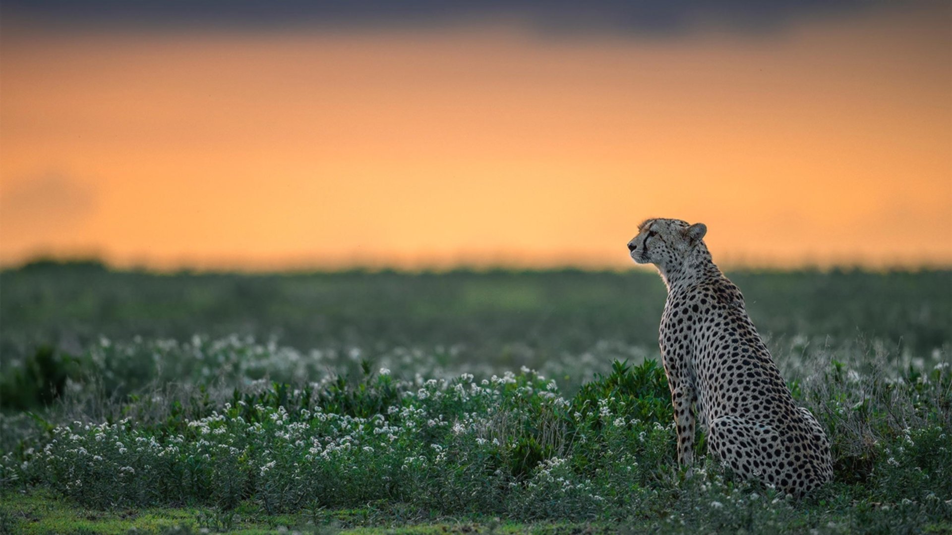 牙买加飞翼助阵，马丁内利闪耀意甲焦点战击溃尤文