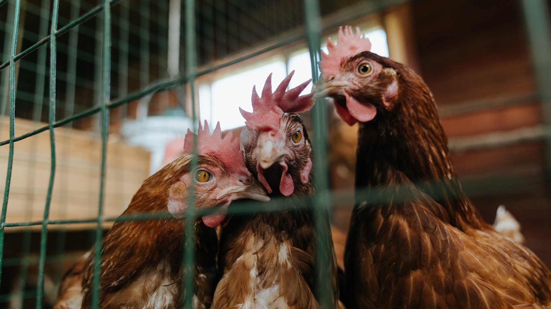 赛道如战场，铃鹿的弯道围剿与北非军团的战术困境