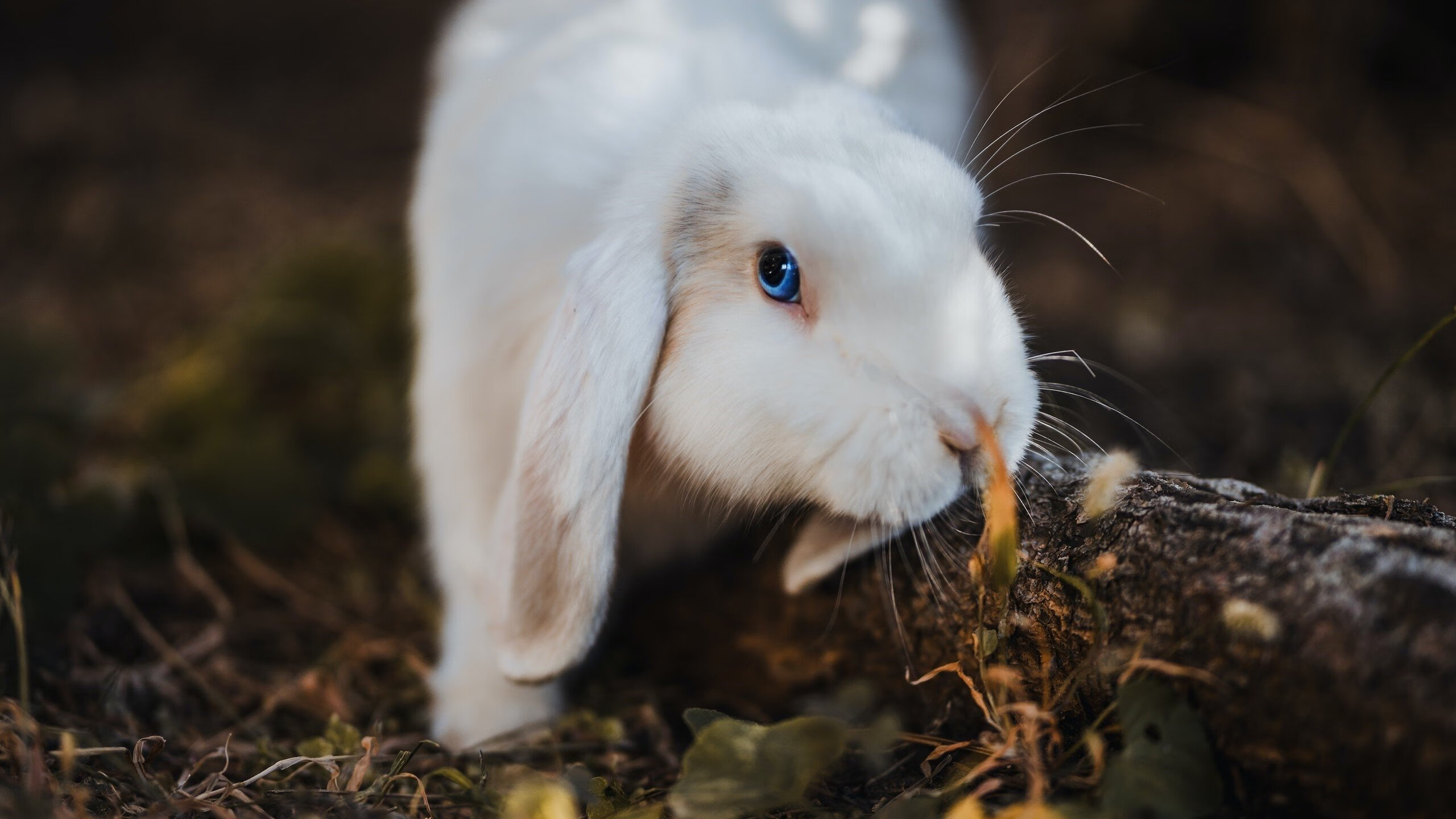 哈兰德独舞VS波兰交响乐，足球世界里，胜利的两种配方