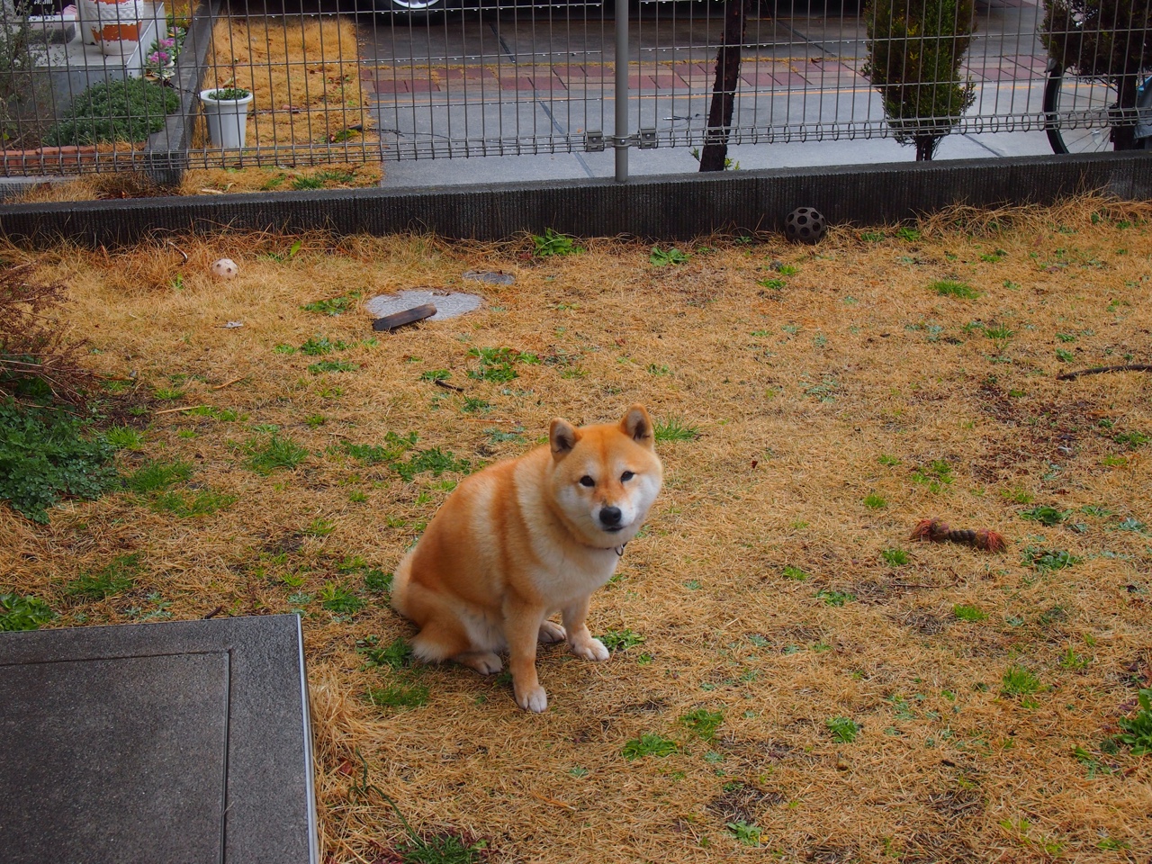 铁血逆转青春风暴！马竞绝地翻盘，多特末路狂袭，欧冠狭路相逢见证排名生死战
