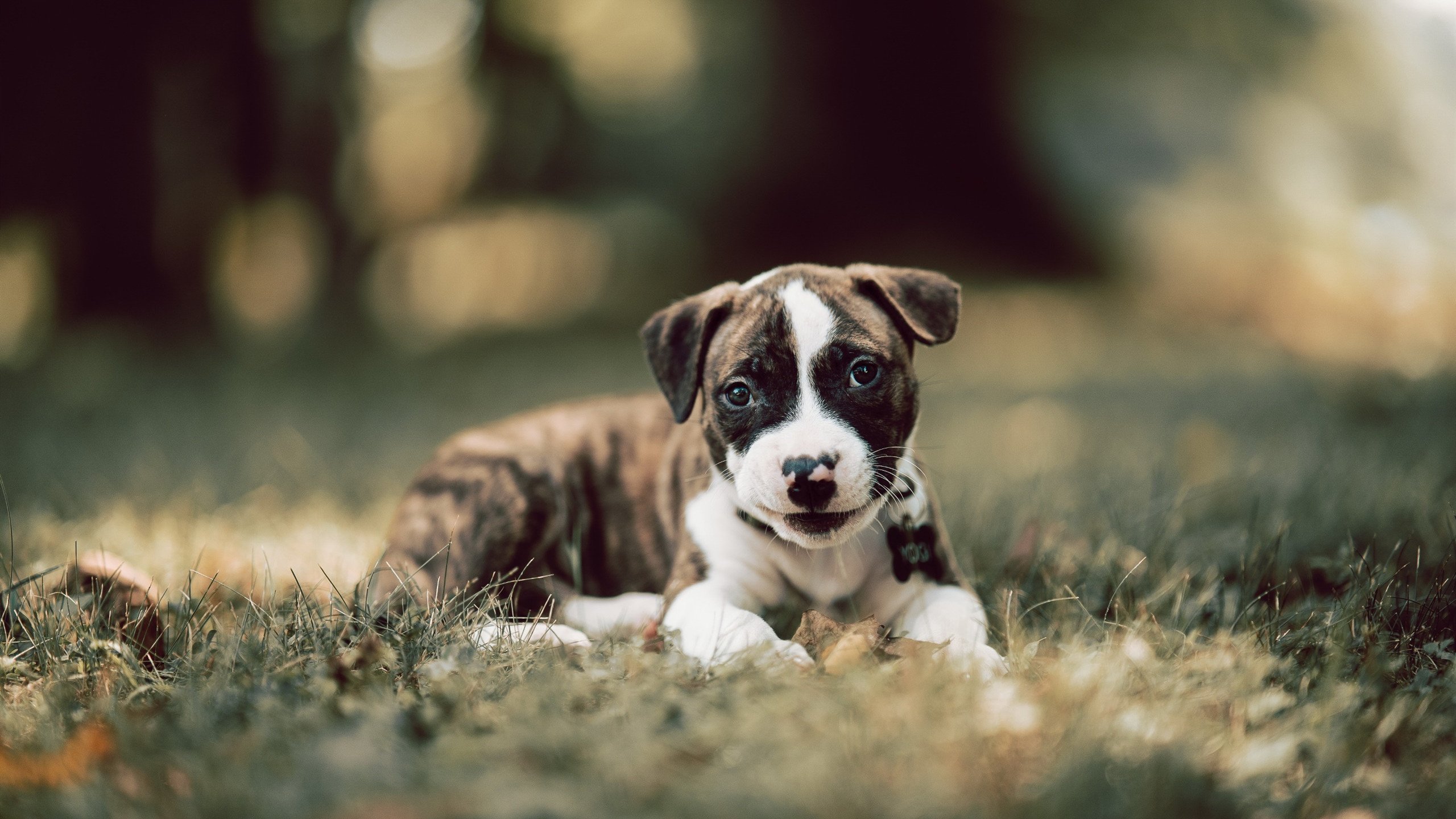 当马拉多纳之城的蓝，浸染了桑巴王国的黄，足球史上唯一战胜巴西的城市传奇与它的硬仗守护神