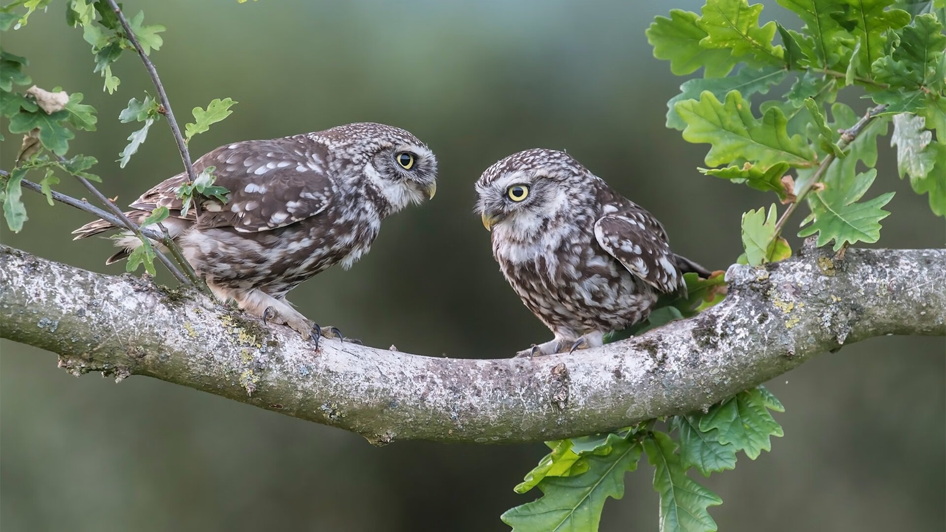 并非门将的奥纳纳，中场铁闸一夫当关，改写马赛对阵勒沃库森的剧本