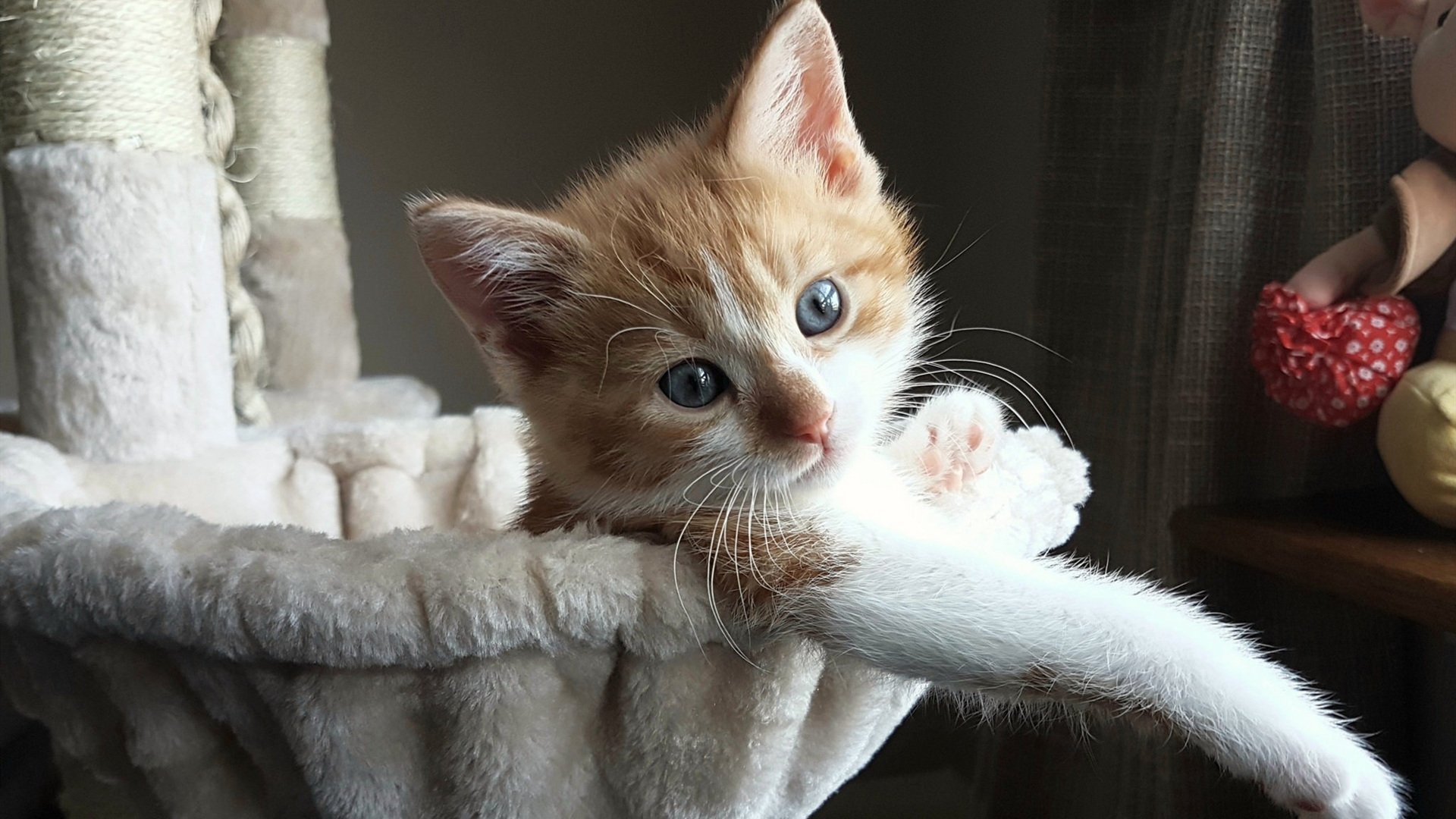 克莱雷霆一击，爵士铁蹄踏平绿军！集体英雄主义下的个人封神时刻