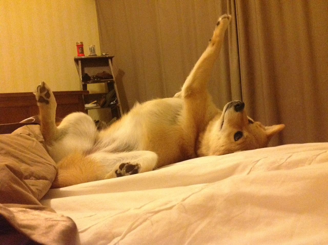 冰火对决，当新疆飞虎遇上菲尼克斯太阳—看克里斯·保罗如何化身攻防棋手